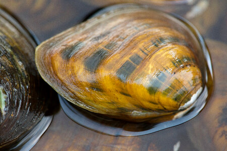 Clubshell mussel photo