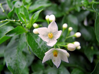 Jasmin flower nature