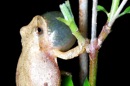 Amphibia amphibian animal