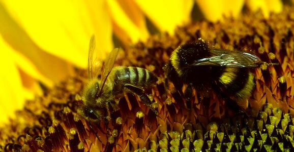Animal arthropod beautiful flowers