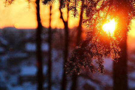 Tree branch in sunshine