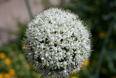 Head macro green