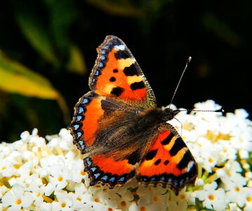 Butterflies edelfalter nymphalis urticae photo