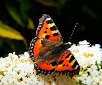 Butterflies edelfalter nymphalis urticae