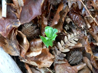 Bud dead leaves
