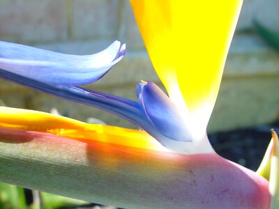 Bloom close personal