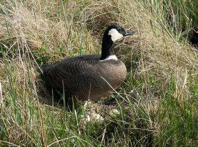 Nesting cackling Canada goose photo