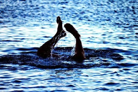 Diving sea silhouette