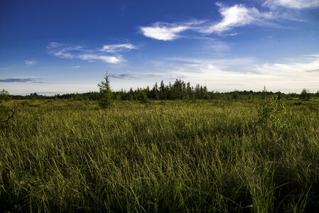 Grassy Marsh Landscape