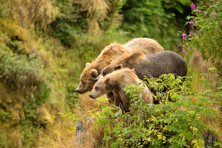 Kodiak brown bear with cubs-1