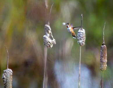 Bird fabric humming photo