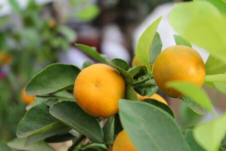 Orange Fruits Garden Lime photo