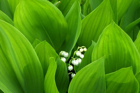 Bloom green white photo