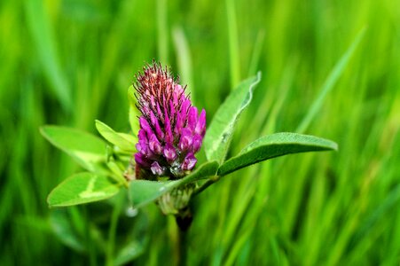Close up purple trifolium photo