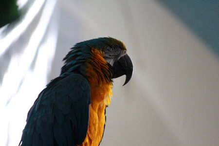Yellow Green Macaw photo