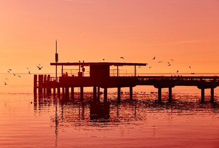 Birds Flying Near the Seashore photo