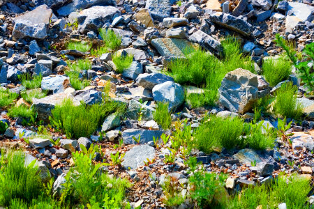 grass and stones