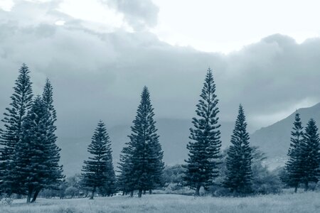 Cold conifer conifers photo