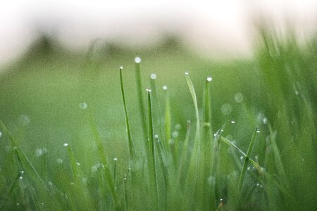 Field meadow romantic photo