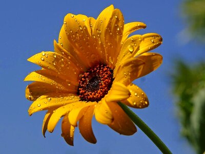 Dew flowers water