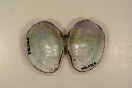 Lampsilis sp.-1
