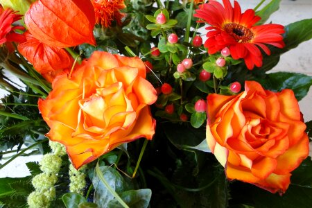 Strauss bloom orange