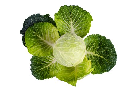 Plant isolated vegetarian