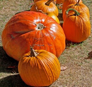Halloween grass lawn