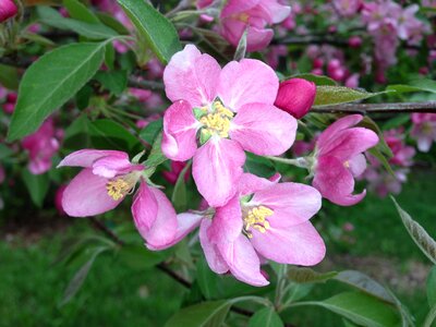 Tree branch spring photo