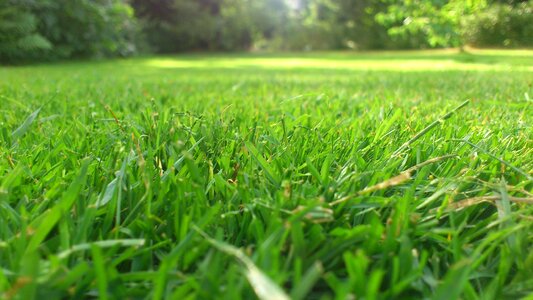 Grass mowed meadow photo