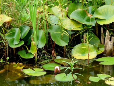 Floating leaves flowers