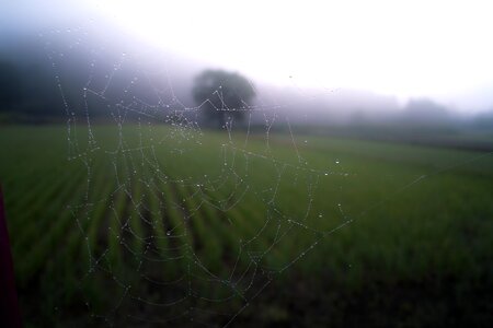 Pattern spiderweb spooky photo