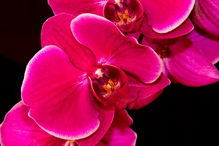 Flower flowers beauty