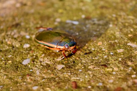 Animal arthropod beetle photo