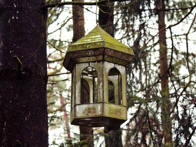 Forest nest nesting place photo