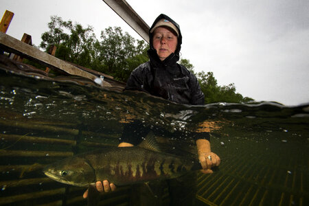 Biologist releases salmon-1