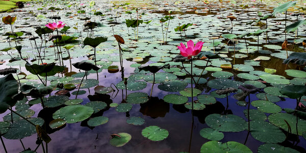 Lotus Pond Landscape with lillies photo