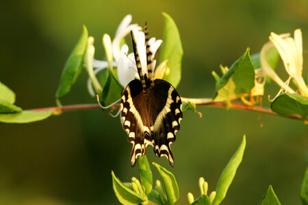 Butterfly Bush