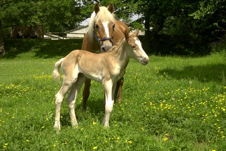 Horses pasture animal photo