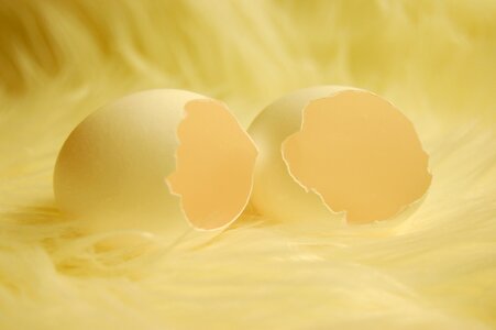 Chicken eggs broken shell photo