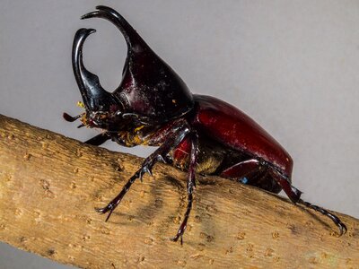 Tropical beetles rhinoceros beetle riesenkaefer