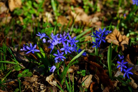 Bloom flower blue photo