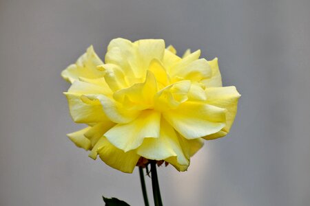 Focus rose yellowish