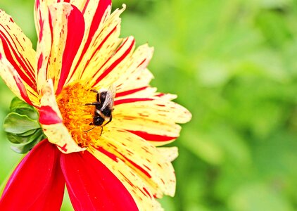 Bee flora flower photo