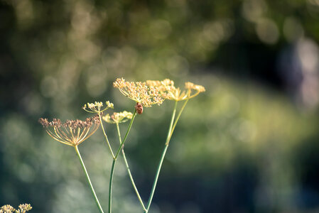 Close-up of fennel flowers photo