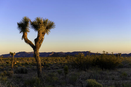 Joshua tree in Queen Valley at Sunset