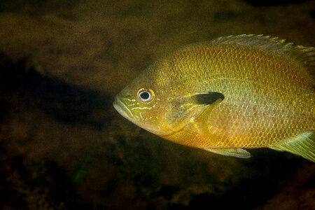  Redbreast sunfish-1
