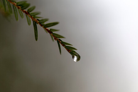 Tree Water Droplet photo