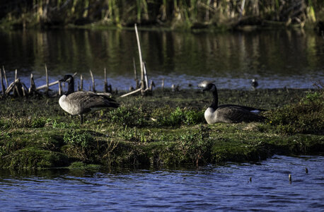Two Geese on the Island