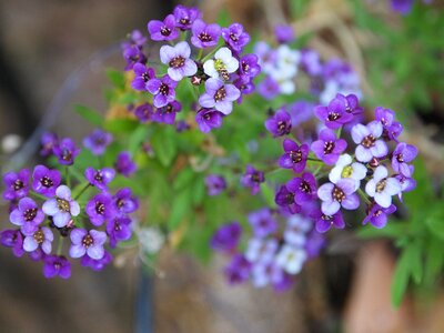 Green nature floral photo